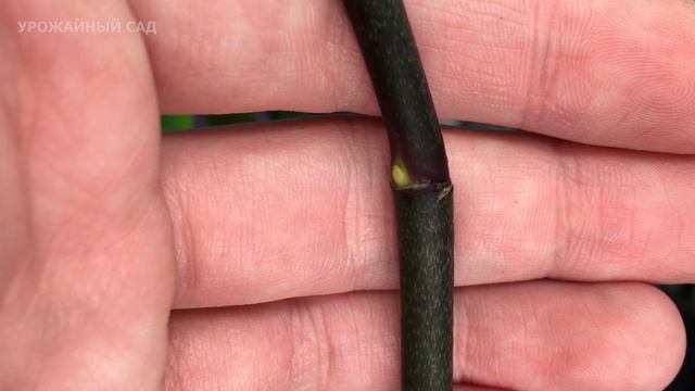 Мощная и Простая Подпитка от Которой Орхидея Дает Много Цветоносов, Пышно Зацветает или Дает Детку! смотреть онлайн