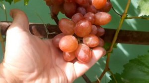 Виноград София конкурент Преображению