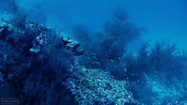 Milaidhoo House reef | Baa atoll | Maldives | 2018 смотреть онлайн