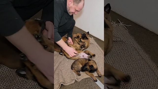 Настоящие ЩЕНКИ МАЛИНУА. Бельгийская овчарка малинуа - идеальная полицейская собака, защита и охран смотреть онлайн