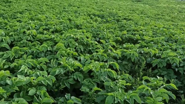 #3 Рання картопля Ред Соня , Арізона ,фіолетова картошка Екзотік скоро копати смотреть онлайн