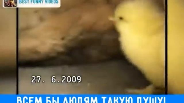 Умная собака страдает от рук глупого робота в одиночестве в вони среди мух... смотреть онлайн