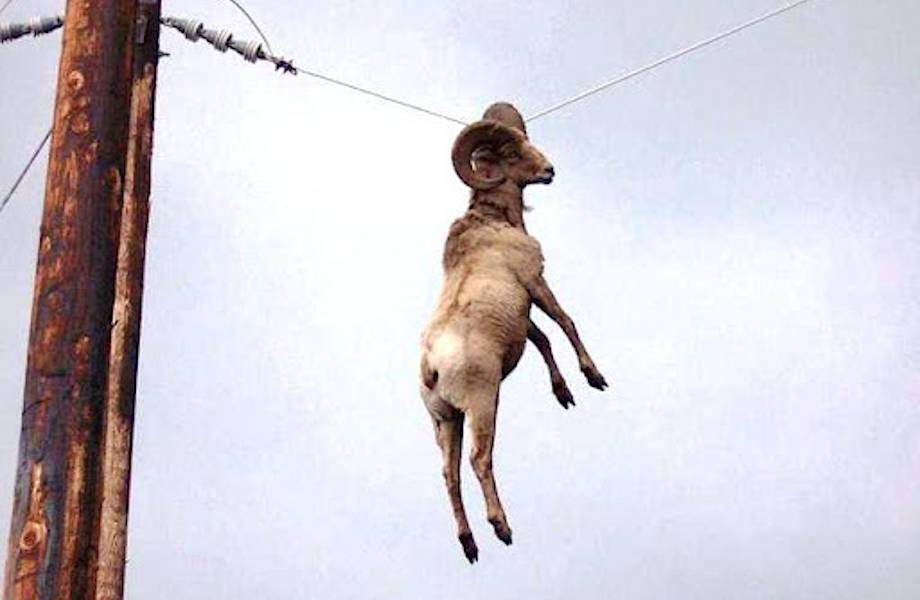 УМНЫЕ животные просят помощи у человека.mp4 смотреть онлайн