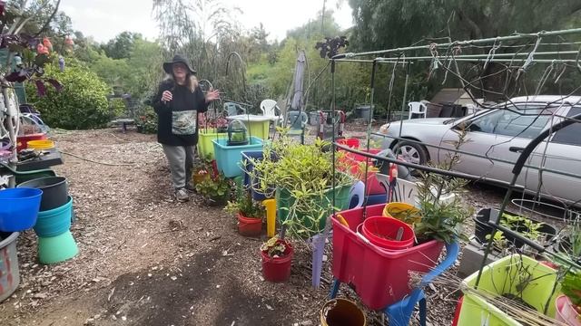 $7 Raised Garden Bed *WHAT Stores Don’t Want You To Know About, Container Gardening Tomatoes Pepper смотреть онлайн