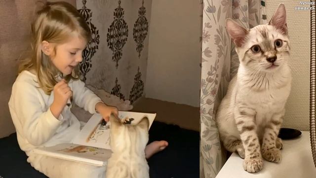 Снежные Бенгалы. Бенгальские котята в 4 месяца || Snow Bengals смотреть онлайн