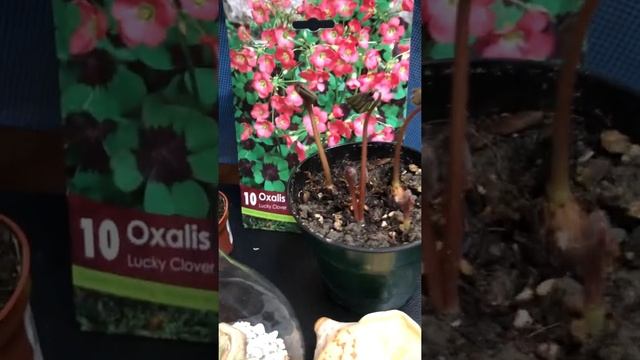 Fish Bone Cactus ,Zebra Haworthia ,Tillandsia Chiapensis-Caput-medusae /Air Plants ,Oxalis Deppei смотреть онлайн