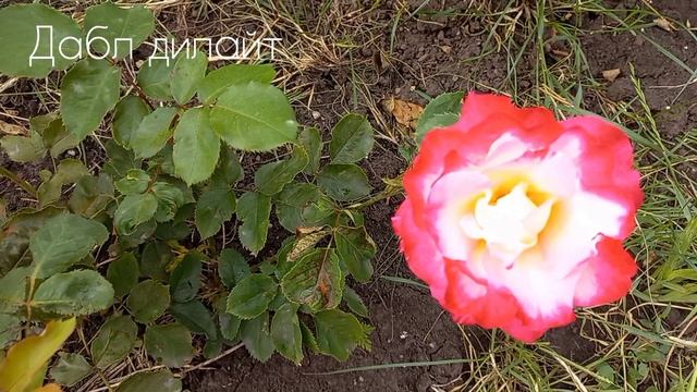 Розы - первогодки от "Розы у Веры" ч.3 смотреть онлайн