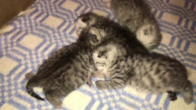 Как выглядят Котята 11 дней!Милахи!Пушистые комочки! смотреть онлайн
