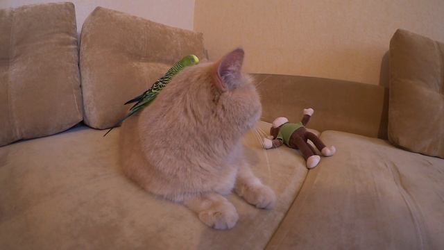 Смешной попугай разговаривает с котом. Забавные животные ヅ смотреть онлайн