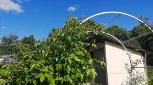 Роза Полька - раннее украшение Сада!