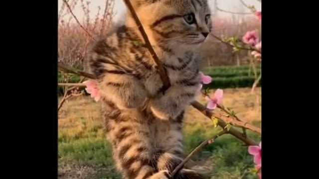 306. Малыши-6...  Картинки для хорошего настроения