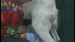 Как доить козу? Урожайные грядки.