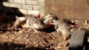 Каких кур  завести, чтобы  несли много крупных яиц  и были не требовательны к условиям содержания.