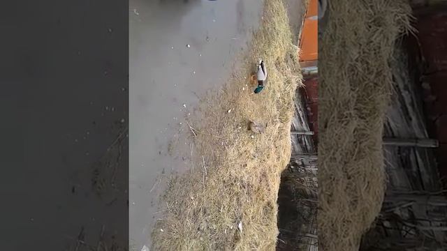 Гаражные утки смотреть онлайн