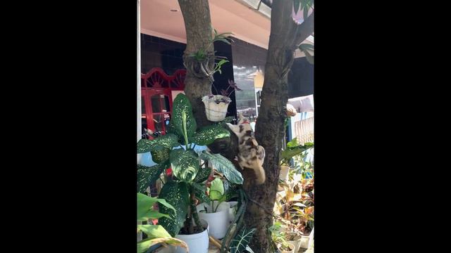 kitten gets attacked! 😱 #cat #kitten #catattack #kucing #catplaying #catvideos смотреть онлайн