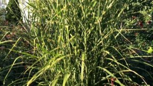 Мискантус Зебринус в розовом саду