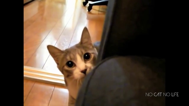 Приколы с котами - ТОПовая подборка!