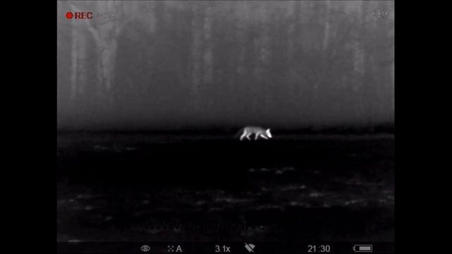 Fox with Helion XQ38F смотреть онлайн