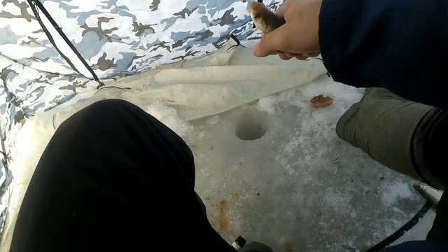 САМАЯ ЛУЧШАЯ ЗИМНЯЯ РЫБАЛКА. ЛОВЛЯ ТАРАНИ НА ЦИМЛЯНСКОМ ВОДОХРАНИЛИЩЕ! смотреть онлайн