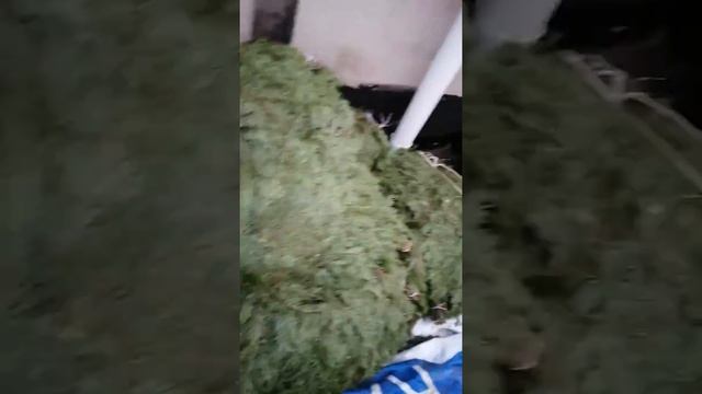 Обзор можжевелового и пихтового веников смотреть онлайн