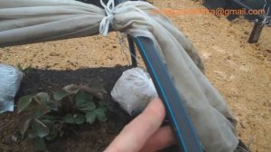 Мини туннель для земляники. Разбор полетов.