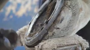 Процесс  замены подковы , чтобы скаковая лошадь не заболела. Корейский мастер подковы