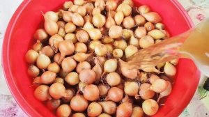 Правильная посадка лука весной. Посадка лука-севка весной. Подготовка лука-севка перед посадкой.