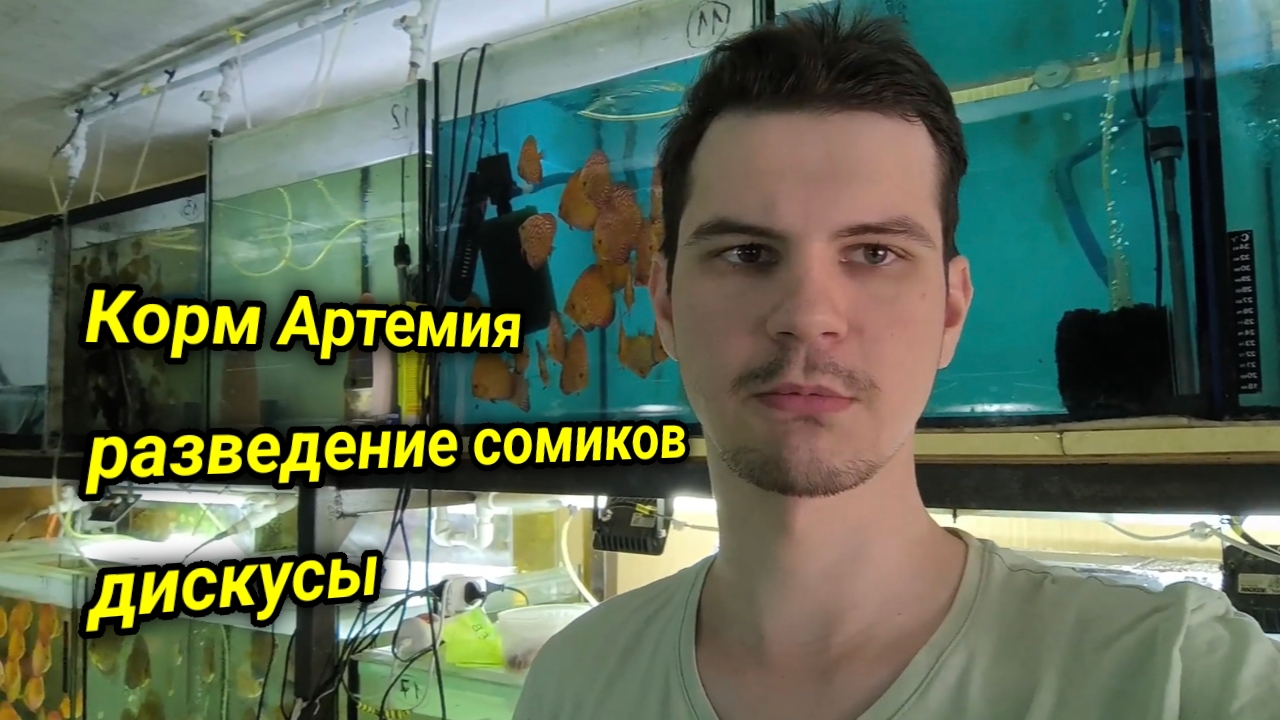 Кормление рыбы Артемией и другие новости смотреть онлайн