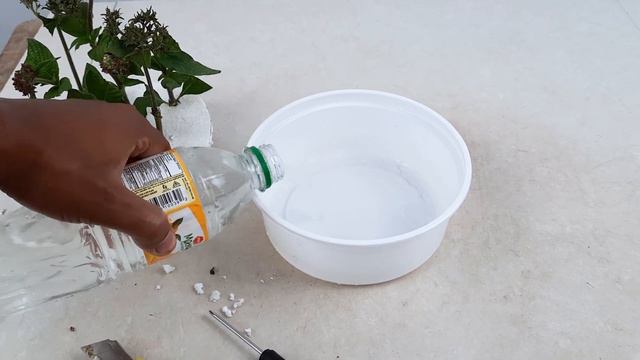 How To Grow Pentas Flower Plants From Cuttings In Water смотреть онлайн