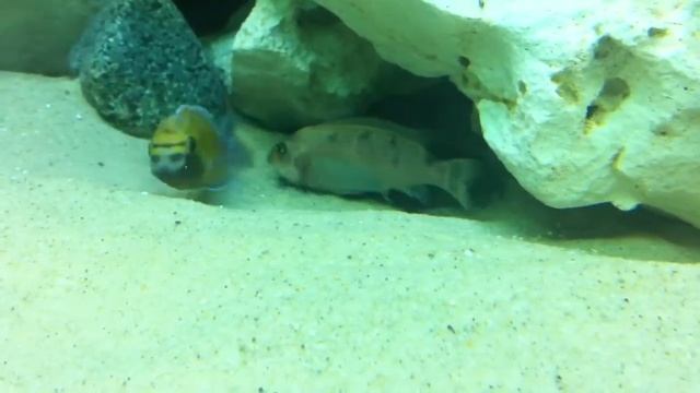 Labeotropheus Trewavasae Chilumba spawning смотреть онлайн