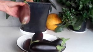 как понять,когда срывать баклажаны