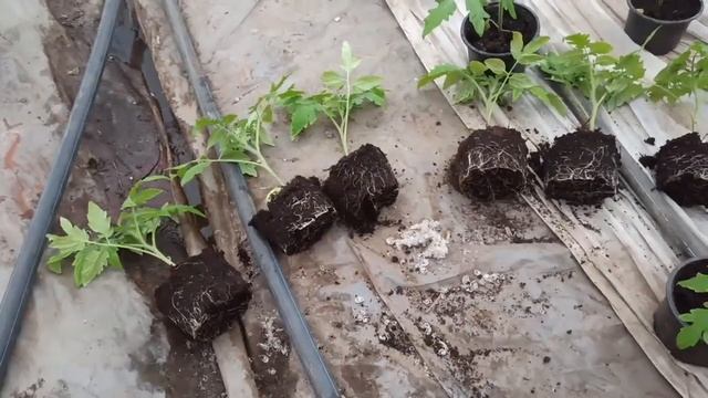 Як спрацювала жива триходерма в порівнянні з Топсин М - відгук фермера смотреть онлайн