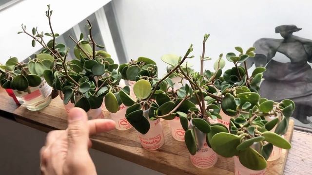 Peperomia Hope care and propagation смотреть онлайн