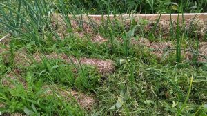 лук шалот истобенский , рассада