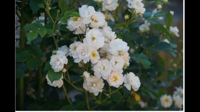 Дом роз Гийо!! Розы, которые писали историю! смотреть онлайн