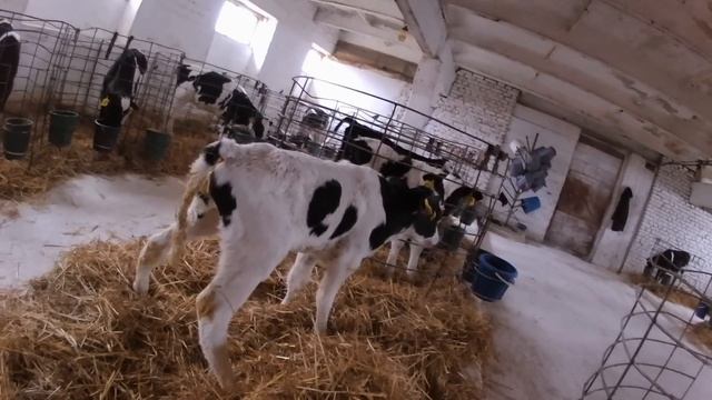 Колики у телёнка - состояние требующее немедленной помощи. смотреть онлайн