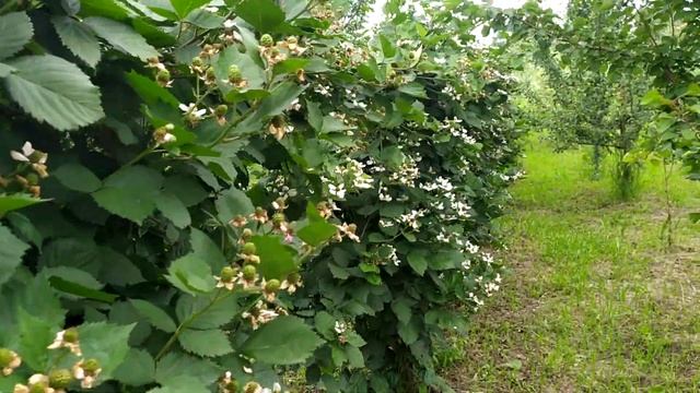 Обильное цветение ежевики Тройная Корона, Triple Crown, трипл краун смотреть онлайн