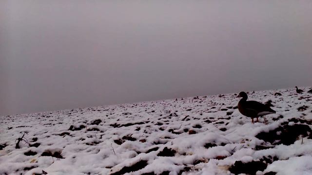 Игра одной рукой на белолобом манке смотреть онлайн