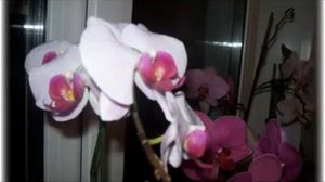 Орхидеи домашние на моем окне! Просто красивые орхидеи и условия содержания!