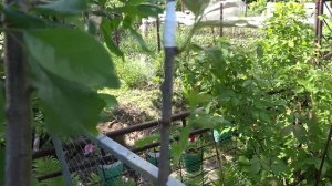 Прививка абрикоса и персика на сливу и терносливу