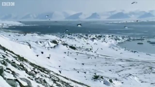 Flying Penguins - BBC April Fools Hoax смотреть онлайн