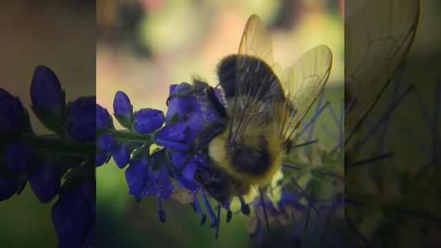 #gerbera #flower #nature #white #beauty смотреть онлайн