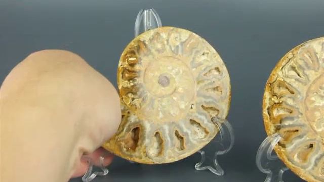 Две части аммонита Perisphinctes из Мадагаскара // 558nk смотреть онлайн