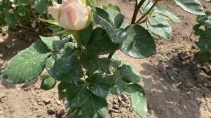 ЦВЕТЕНИЕ РОЗ. 2021. АМНЕЗИЯ И МЕНТА. СРАВНЕНИЕ.?????❤️❤️❤️