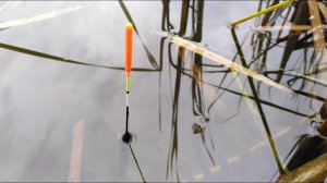 ЛОВЛЯ КИЛОГРАММОВЫХ КАРАСЕЙ на поплавок в марте! Рыбалка ранней весной 2024