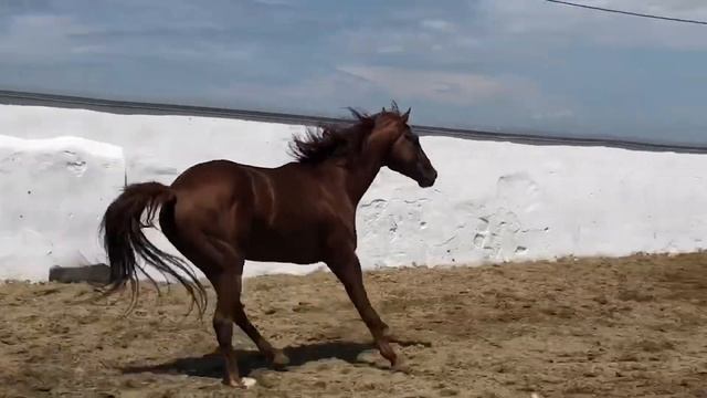 Часть 2. ЖЕРЕБЕЦ - ПРОИЗВОДИТЕЛЬ БАЛТИК 2015г.р.(Агдам-Бейдана) Случка +79883400208 WhatsApp смотреть онлайн