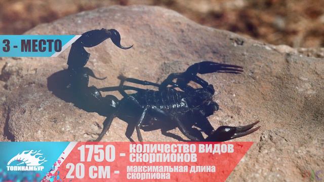 ТОП 5 САМЫХ ОПАСНЫХ ЖИВОТНЫХ ПЛАНЕТЫ 2016 смотреть онлайн