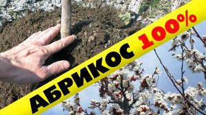 Посадка абрикоса весной в Подмосковье и Средней полосе