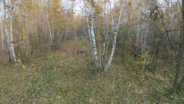 Охота на вальдшнепа осень 2021. часть1 смотреть онлайн
