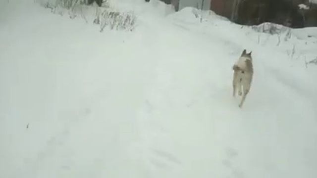 МОРОЗ И ЗСЛАЙКИ смотреть онлайн